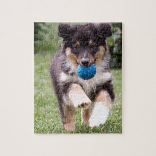 Tri Colored Australian Shepherd Pup Legpuzzel