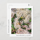 Tri-Colored Bumble Bee op Joe-Pye-Weed Briefkaart (Voorkant / Achterkant)