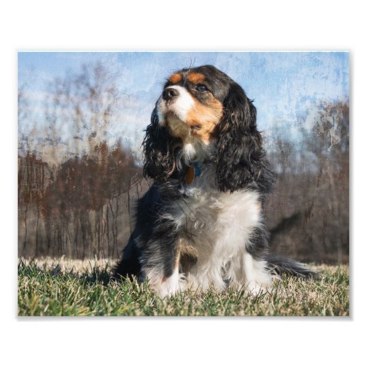Tri Colored King Charles Cavalier Dog Foto Afdruk (Voorkant)