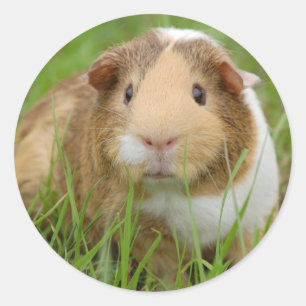 Tri kleur cavia ronde sticker