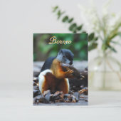 Tri-kleureneekhoorn in Borneo Forest Briefkaart (Staand voorkant)