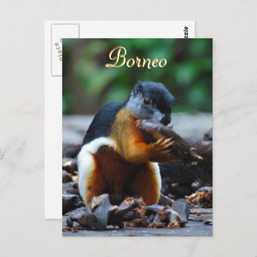 Tri-kleureneekhoorn in Borneo Forest Briefkaart (Voorkant / Achterkant)