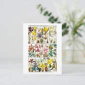  Triandria Floral Botanical Chart Briefkaart (Staand voorkant)