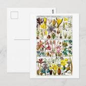  Triandria Floral Botanical Chart Briefkaart (Voorkant / Achterkant)