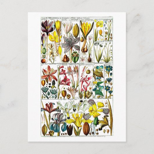  Triandria Floral Botanical Chart Briefkaart (Voorkant)