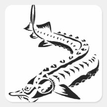 Tribale Sturgeon - Huso Beluga