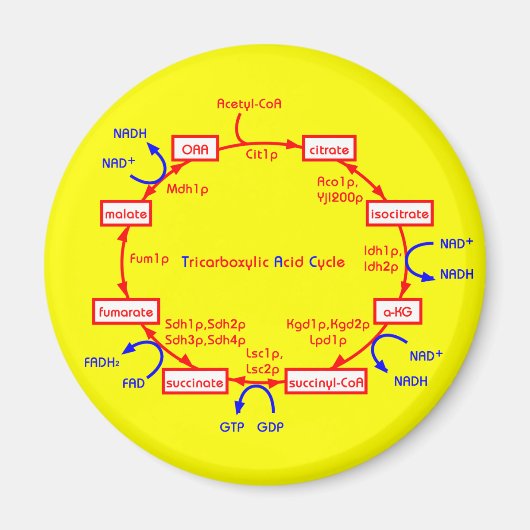 tricarbonzuurcyclus magneet (Voorkant)