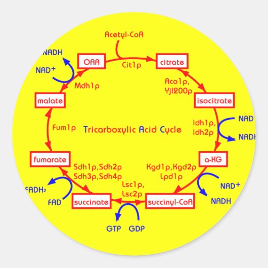 tricarbonzuurcyclus ronde sticker (Voorkant)
