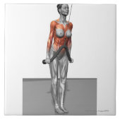 Triceps Push Downs Tegeltje (Voorkant)