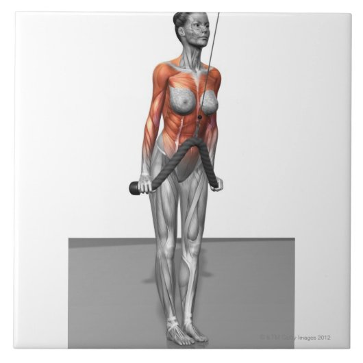 Triceps Push Downs Tegeltje (Voorkant)