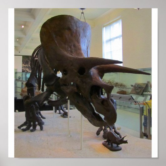 Triceratops Poster (Voorkant)