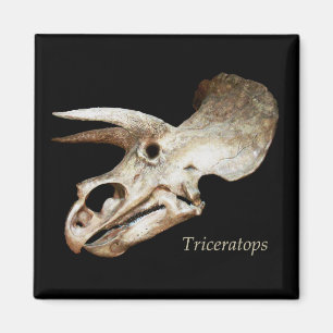Triceratops Schedel Magneet