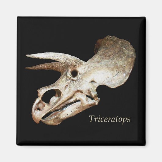 Triceratops Schedel Magneet (Voorkant)