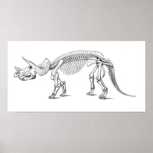 Triceratops Skeleton Poster (Voorkant)