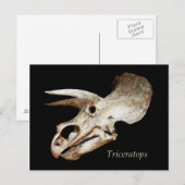 Triceratops Skull Briefkaart (Voorkant / Achterkant)