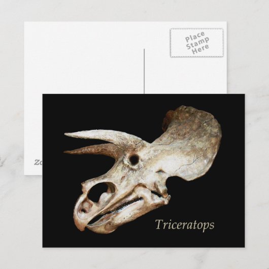 Triceratops Skull Briefkaart (Voorkant / Achterkant)