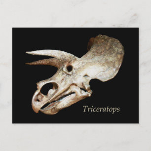 Triceratops Skull Briefkaart