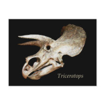 Triceratops Skull Briefkaart