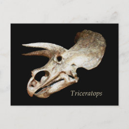 Triceratops Skull Briefkaart
