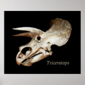 Triceratops Skull Poster (Voorkant)