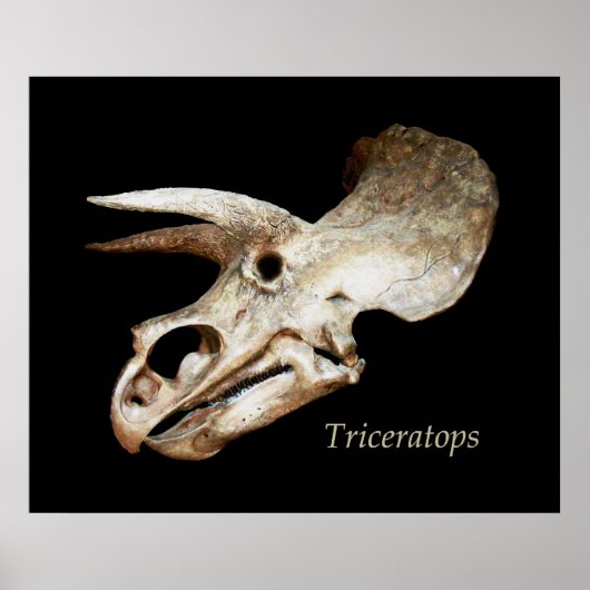 Triceratops Skull Poster (Voorkant)