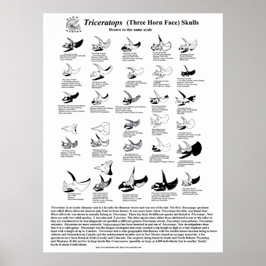 Triceratops skulls poster (Voorkant)