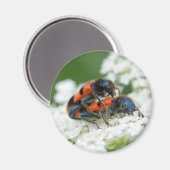 Trichodes apiarius magneet (Voorkant / Achterkant)