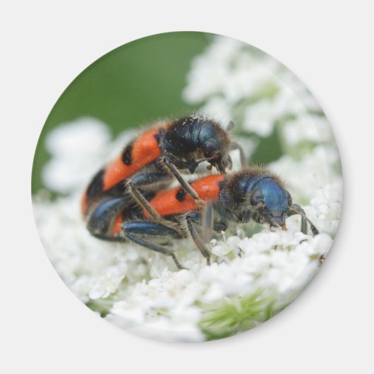 Trichodes apiarius magneet (Voorkant)