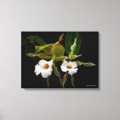 Trichopilia Tortilis Canvas Afdruk (Voorkant)