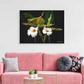 Trichopilia Tortilis Canvas Afdruk (Insitu (Woonkamer))