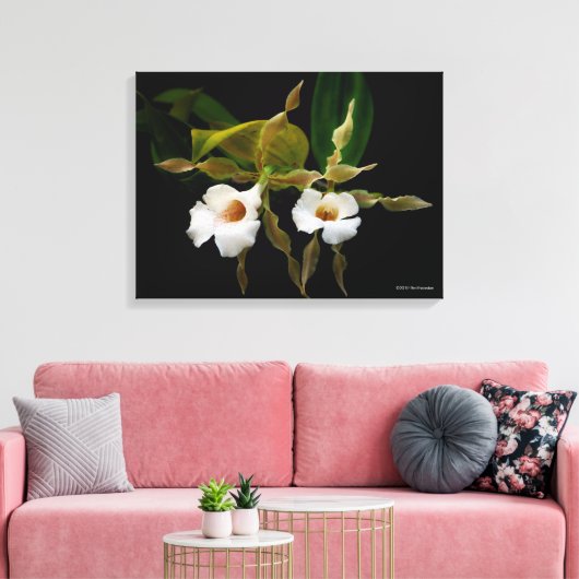 Trichopilia Tortilis Canvas Afdruk (Insitu (Woonkamer))