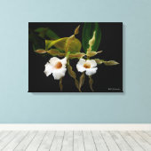 Trichopilia Tortilis Canvas Afdruk (Insitu (Houten vloer))