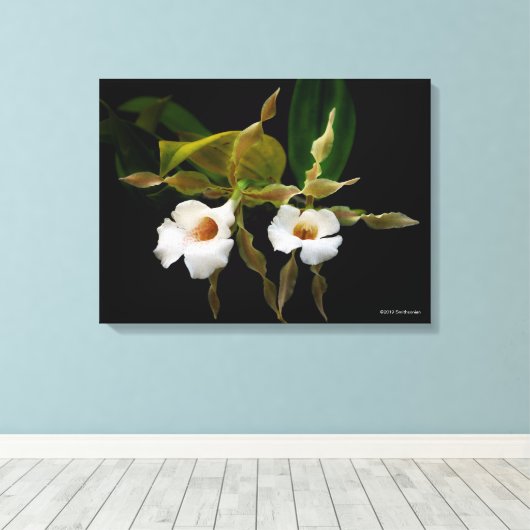 Trichopilia Tortilis Canvas Afdruk (Insitu (Houten vloer))