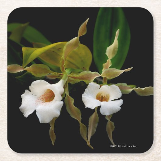 Trichopilia Tortilis Kartonnen Onderzetters (Voorkant)