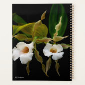 Trichopilia Tortilis Planner (Achterkant)