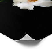 Trichopilia Tortilis Poster (Hoek)