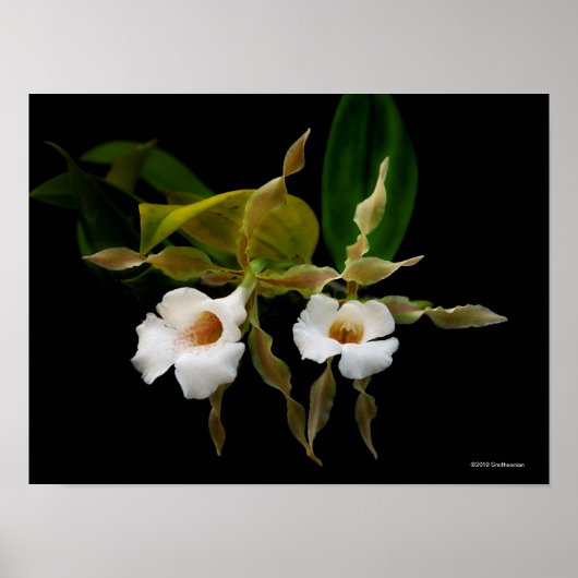 Trichopilia Tortilis Poster (Voorkant)