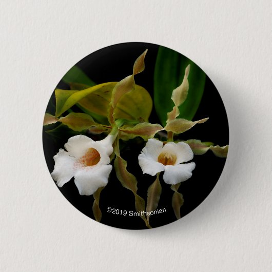 Trichopilia Tortilis Ronde Button 5,7 Cm (Voorkant)