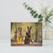 Trick dogs I Briefkaart (Staand voorkant)