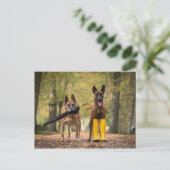 Trick dogs II Briefkaart (Staand voorkant)