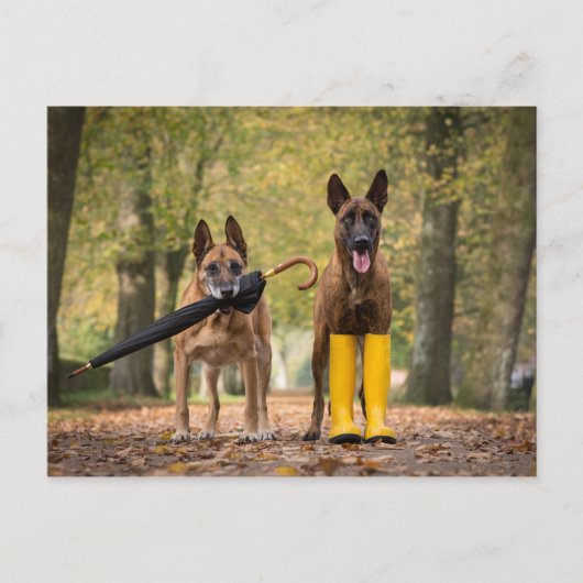 Trick dogs II Briefkaart (Voorkant)