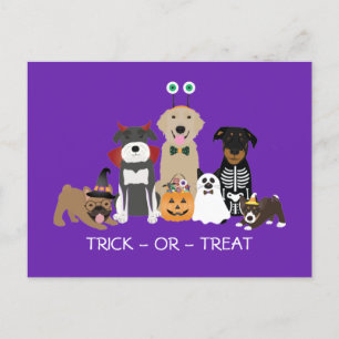 Trick or treat Pets Halloween Costumes Briefkaart