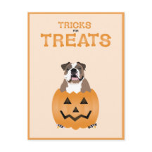 Tricks for Trets English Bulldog Oranje