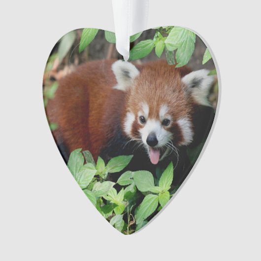 Tricksy Red Panda, Ornament (voorkant)