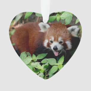 Tricksy Red Panda,  Ornament