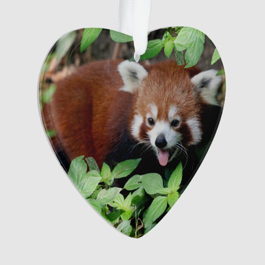 Tricksy Red Panda, Ornament (voorkant)