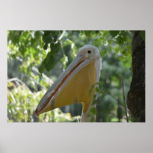 Tricky Pelican Bird verbergen Poster