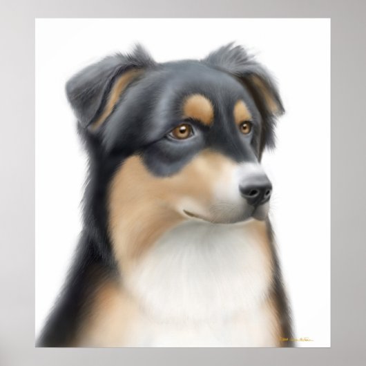 Tricolor Australian Shepherd Poster (Voorkant)