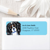 Tricolor Cavalier CKCS Carrion Etiket (Insitu)