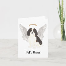 Tricolor Cavalier King Charles Spaniel